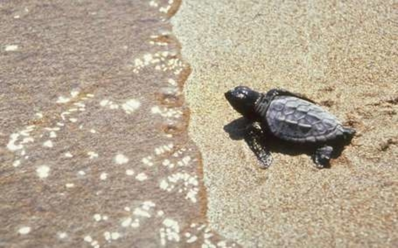 Sea Turtles Volunteering with Go Eco in Greece