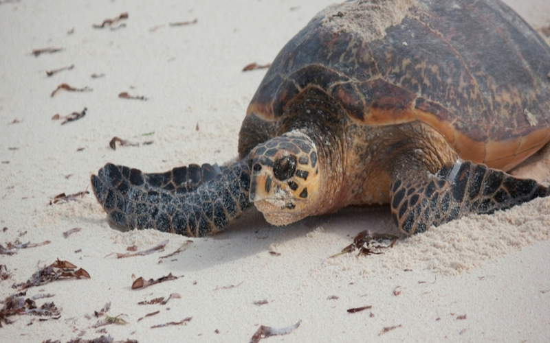 Sea Turtles Volunteering in Seychelles with GVI