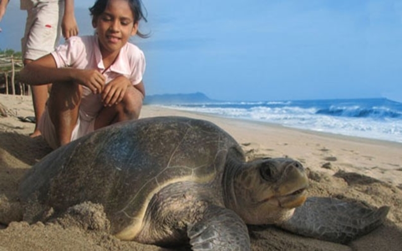 Sea Turtles Volunteering in Bali with IFRE Volunteers