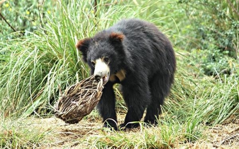 India Bear and Elephant Sanctuary in India with Frontier