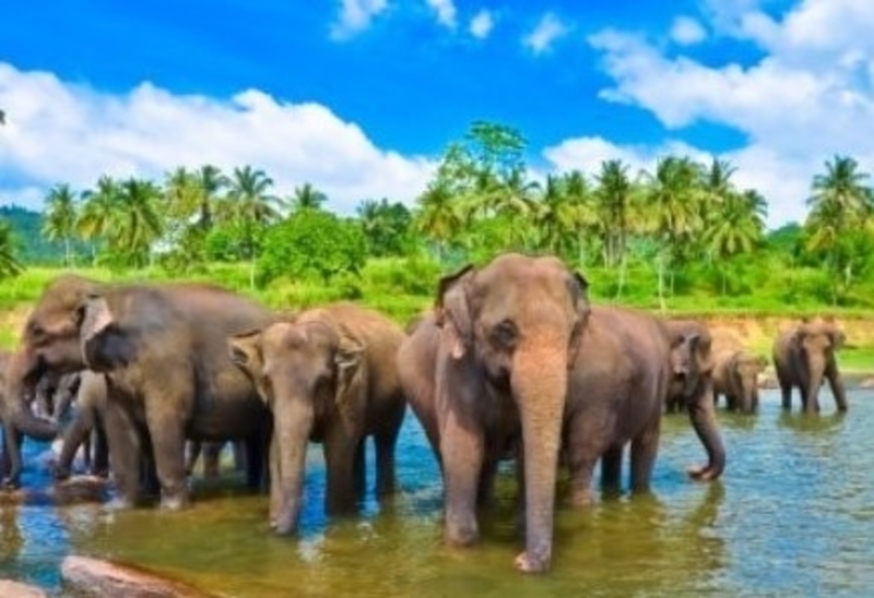 Volunteer in Sri Lanka with PlanMyGapYear