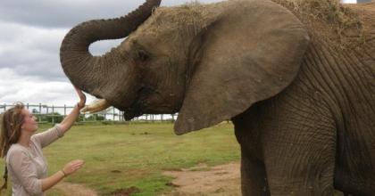 Go Volunteer Abroad with Elephants