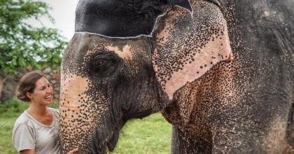 Go Volunteer Abroad with Elephants